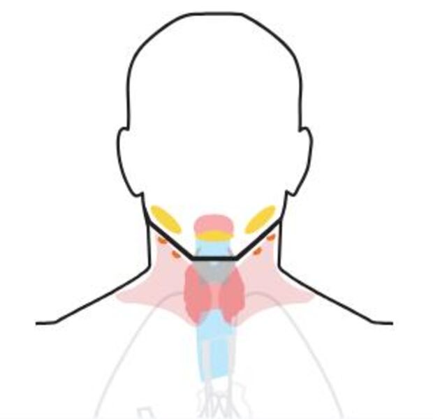 Щитовидная железа: расширенное обследование (Thyroid Gland: Extended Survey)